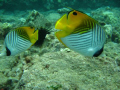   Cute Threadfin couple Followed us half dive. Maui dive  